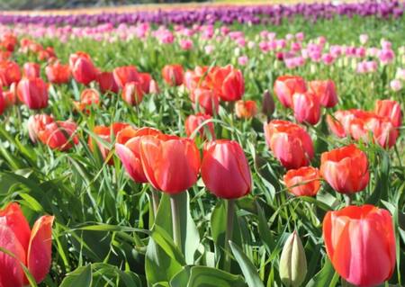 El Campo de Tulipanes en la Patagonia. Foto: Turismo Trevelin
