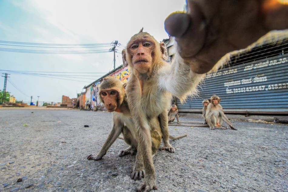 Lopburi, Tailandia. Foto: Unsplash.