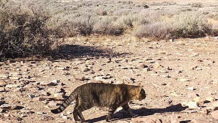 Gatos domésticos que viven aislados en una isla en Chubut. Foto: CONICET.