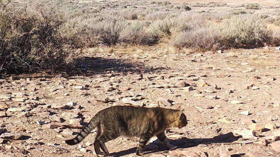 Gatos domésticos que viven aislados en una isla en Chubut. Foto: CONICET.