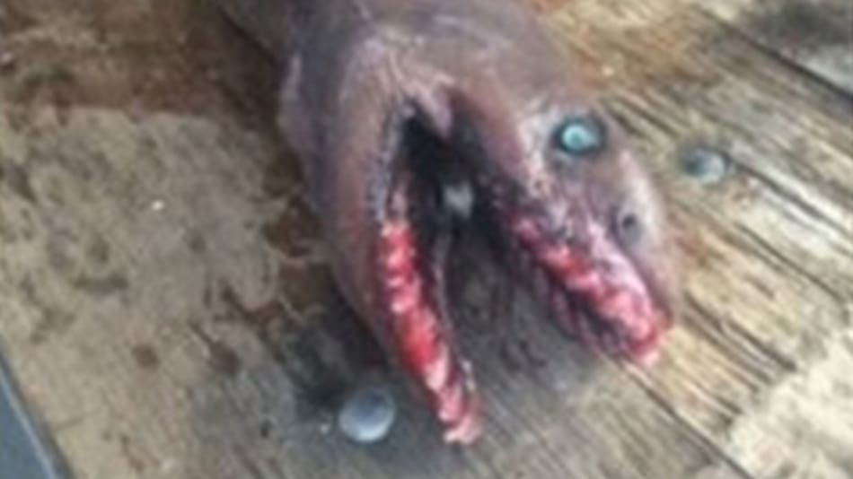Tiburón anguila