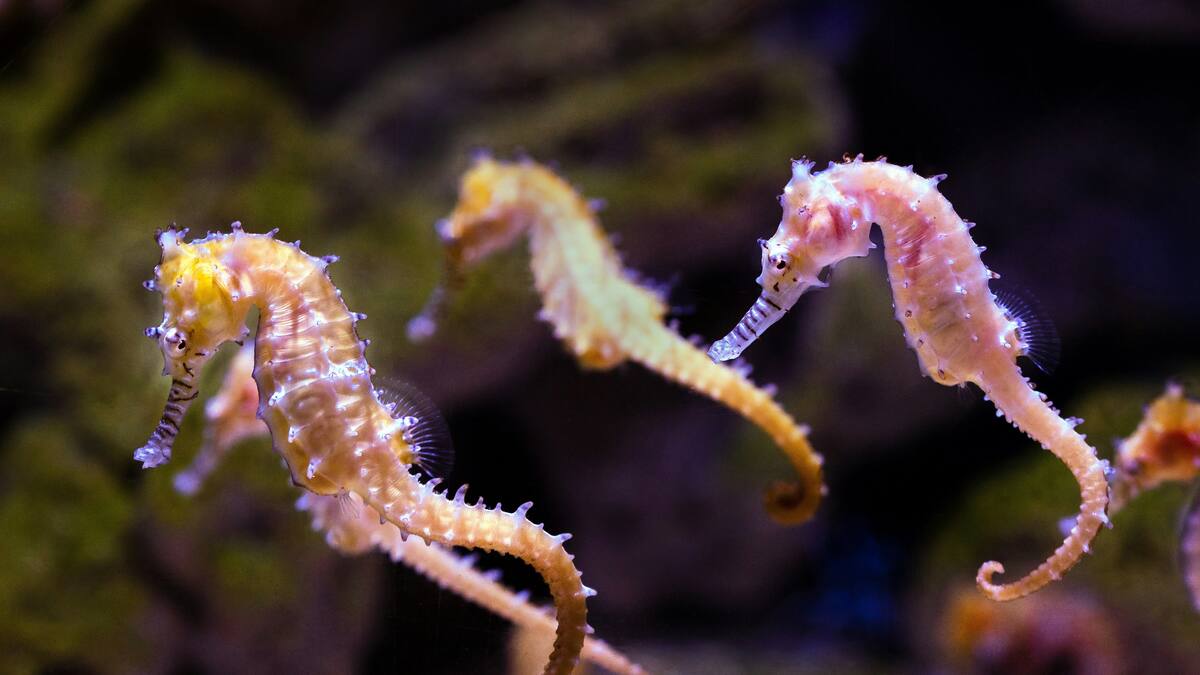 Así es el nacimiento de los caballitos de mar.