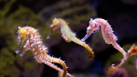 Video impresionante: así es el nacimiento de los caballitos de mar, un espectáculo tan extraño como emocionante bajo el océano