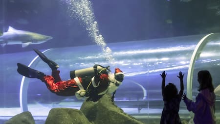 Papá Noel nadó con los tiburones en el acuario de Río de Janeiro, Brasil. Foto: EFE.