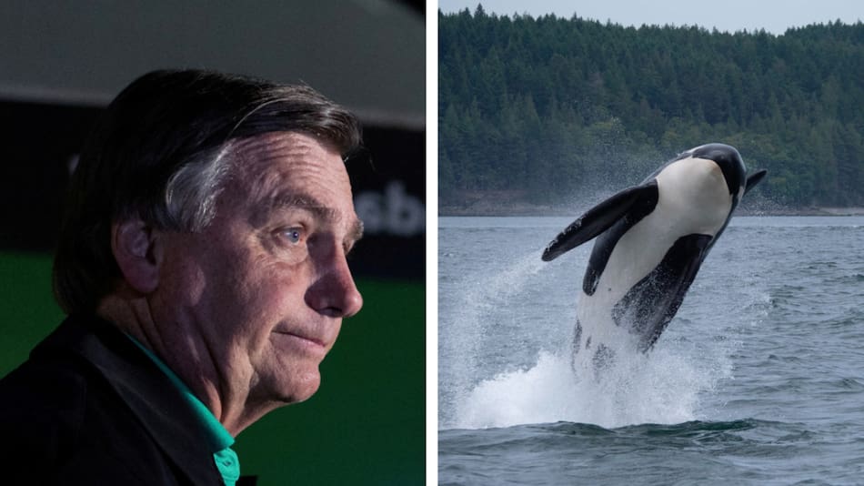 Jair Bolsonaro es acusado de molestar a una ballena. Foto: Reuters, Pexels.