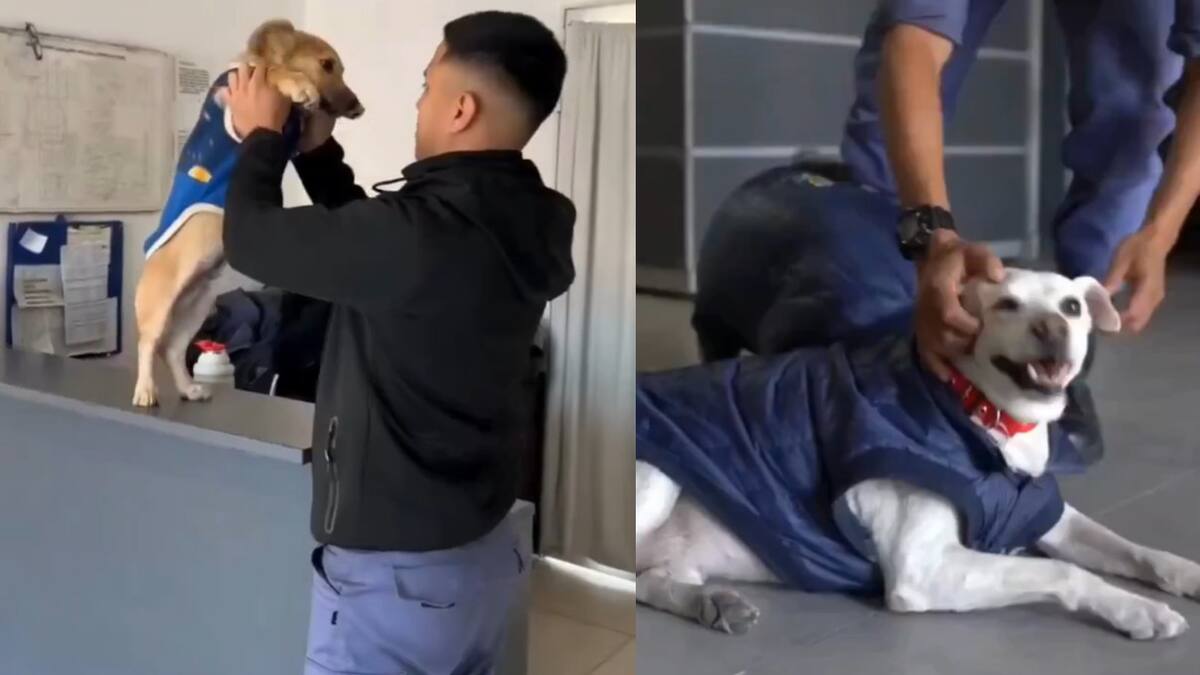 La Policía de Chaco presentó a su patrulla canina. Fotos: captura video.
