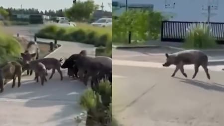 Video: aparecieron decenas de chanchos salvajes en Nordelta