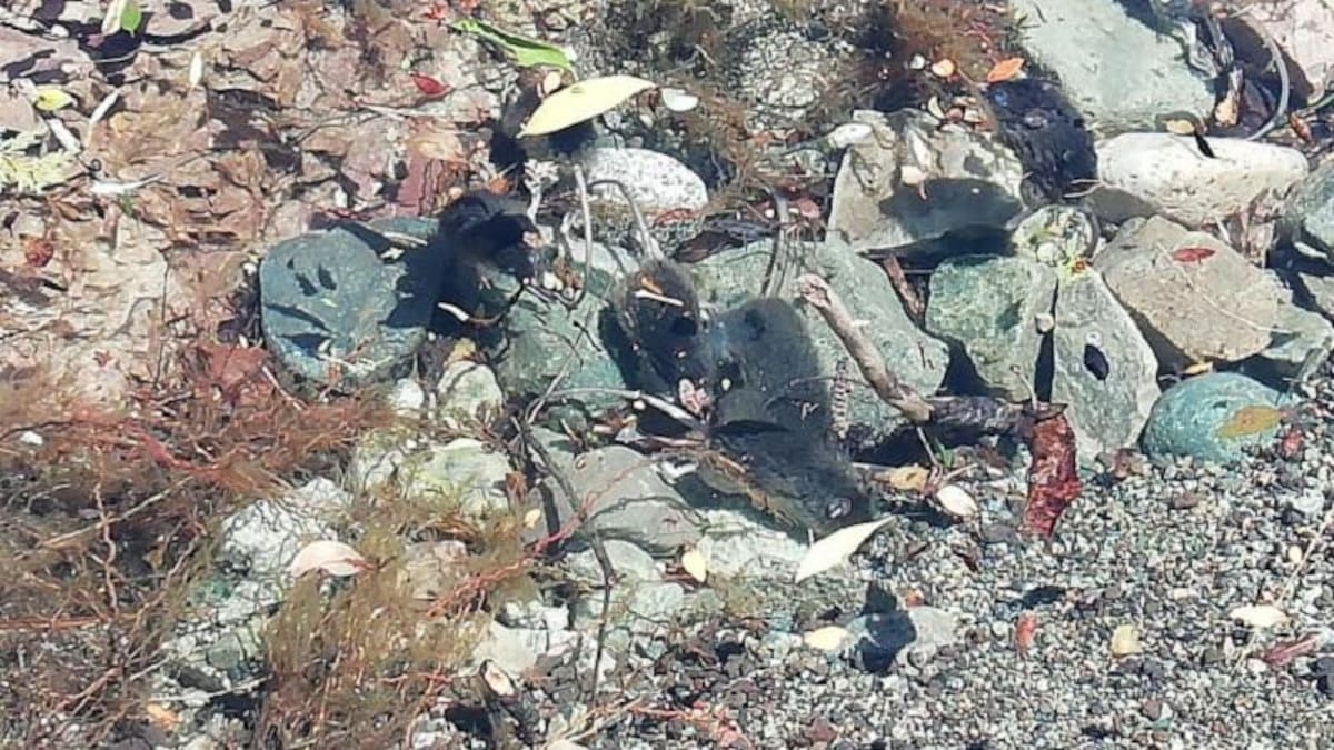 Invasión de ratas en la cordillera patagónica