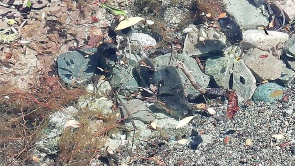 Invasión de ratas en la cordillera patagónica