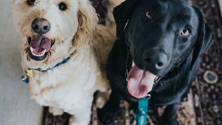 No todos los alimentos que forman parte del menú humano pueden ser ingeridos por los perros. Foto: Unsplash.