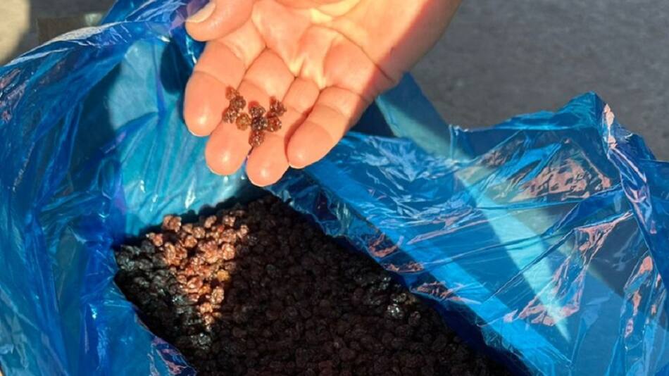 Subfacturación en la exportación de 24 toneladas de pasas de uva a Canadá. Foto: Aduana.