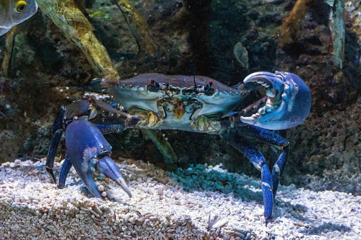 El cangrejo azul se convirtió en una de las especies invasoras más preocupantes del mar Mediterráneo.