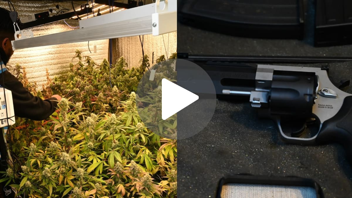 Buscaban armas por una denuncia de violencia de género y encontraron 52 plantas de marihuana: así fue el allanamiento