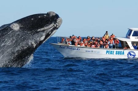 Temporada de ballenas. Foto NA.