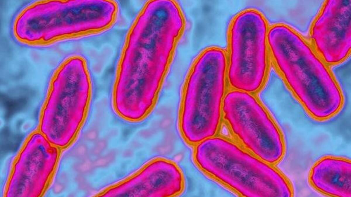 Bacteria. Foto: archivo.