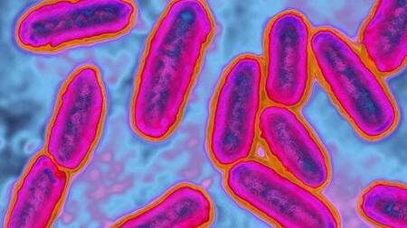 Bacteria. Foto: archivo.