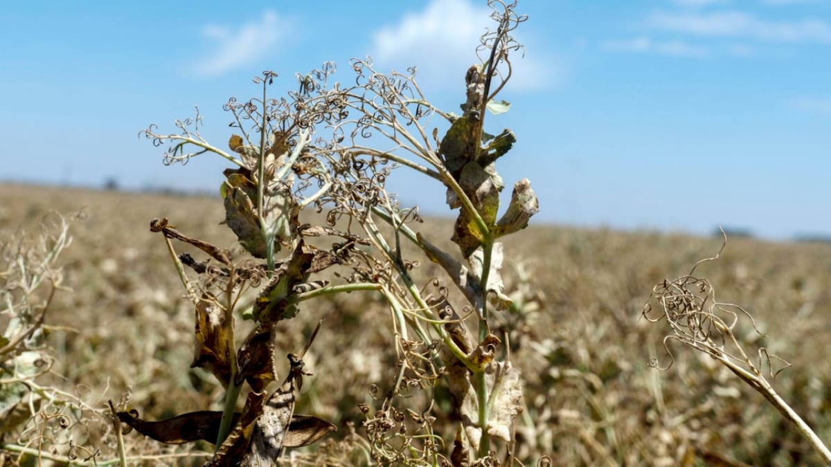 Alerta roja por sequía: gran preocupación por la falta de agua potable en Córdoba