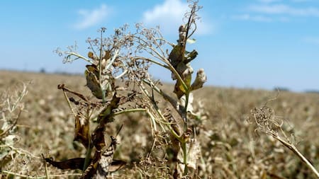 Sequía en Villa Carlos Paz. Foto: Télam.