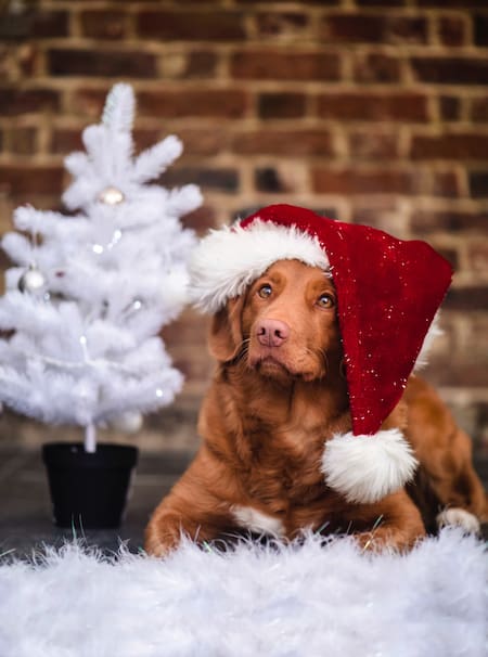Perros navideños. Foto Unsplash.