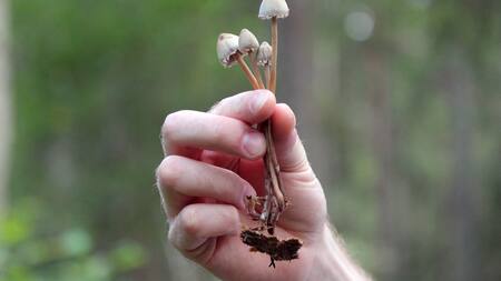 Hongos psilocybes o alucinógenos. Foto: Unsplash.