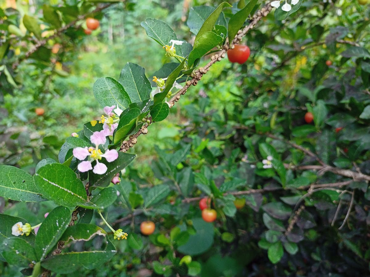 El pequeño árbol que da uno de los frutos con más vitamina C y puede cultivarse en maceta.