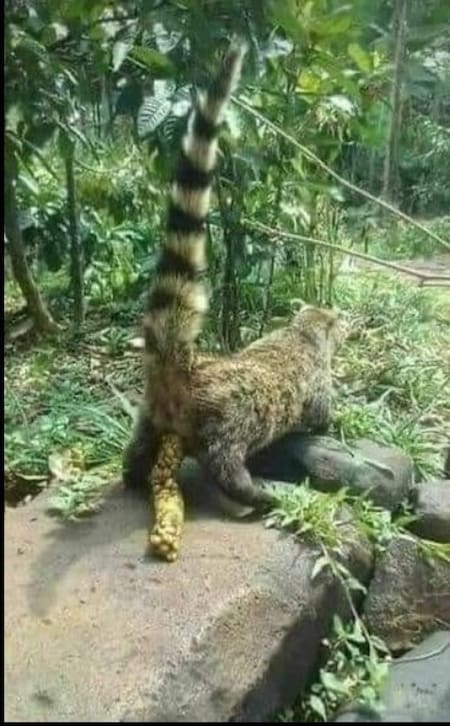 La civeta defeca los granos de café que luego son consumidos. Foto: X.