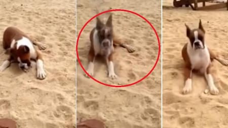 Video viral - perro en la playa