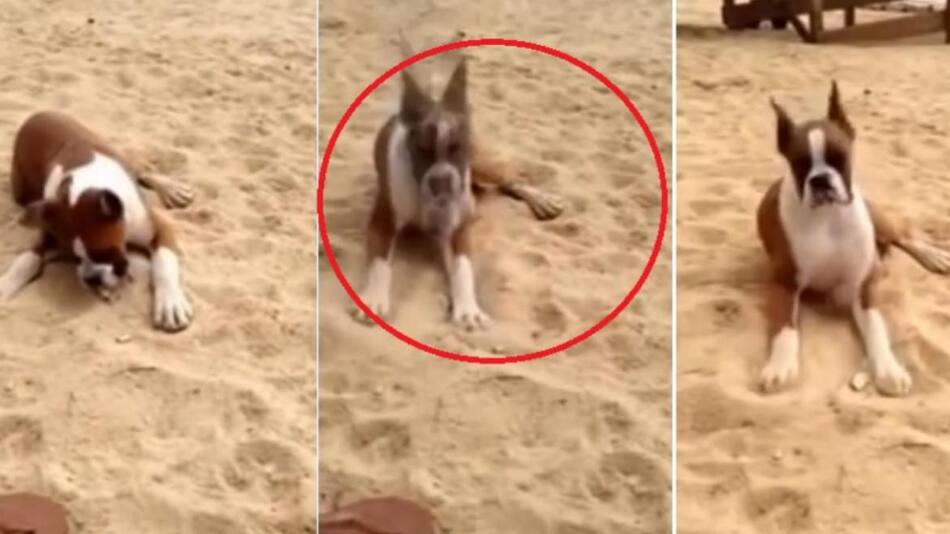 Video viral - perro en la playa