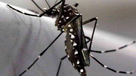 Mosquito transmisor del dengue. Foto: Reuters