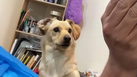 Perrita reacciona después de morder a su dueño. Foto: captura de video.