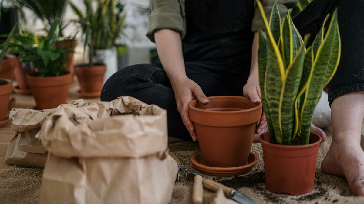 Todo sobre la lengua de suegra: cuánto tarda en florecer y los secretos para ver sus increíbles flores aromáticas