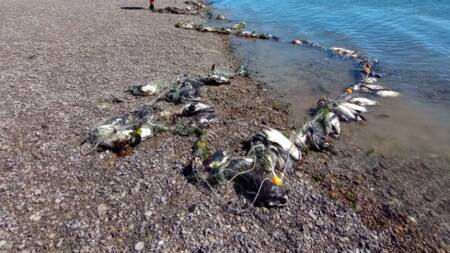 138 pingüinos fueron encontrados muertos en las costas de Santa Cruz. Foto: Parque Marino Makenke