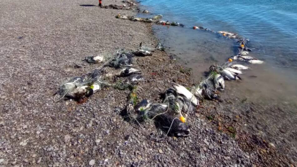138 pingüinos fueron encontrados muertos en las costas de Santa Cruz. Foto: Parque Marino Makenke