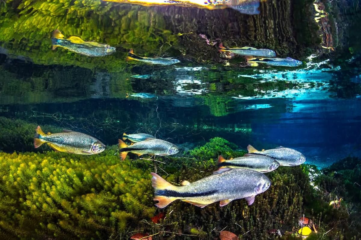 Río Sucuri. Foto Instagram @riosucuri