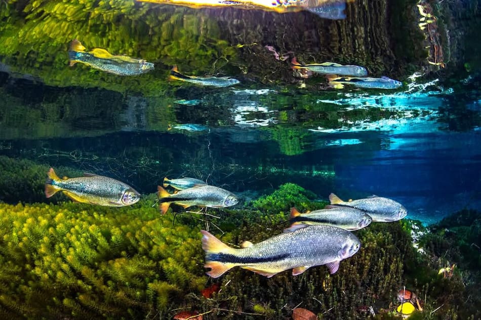 Río Sucuri. Foto Instagram @riosucuri