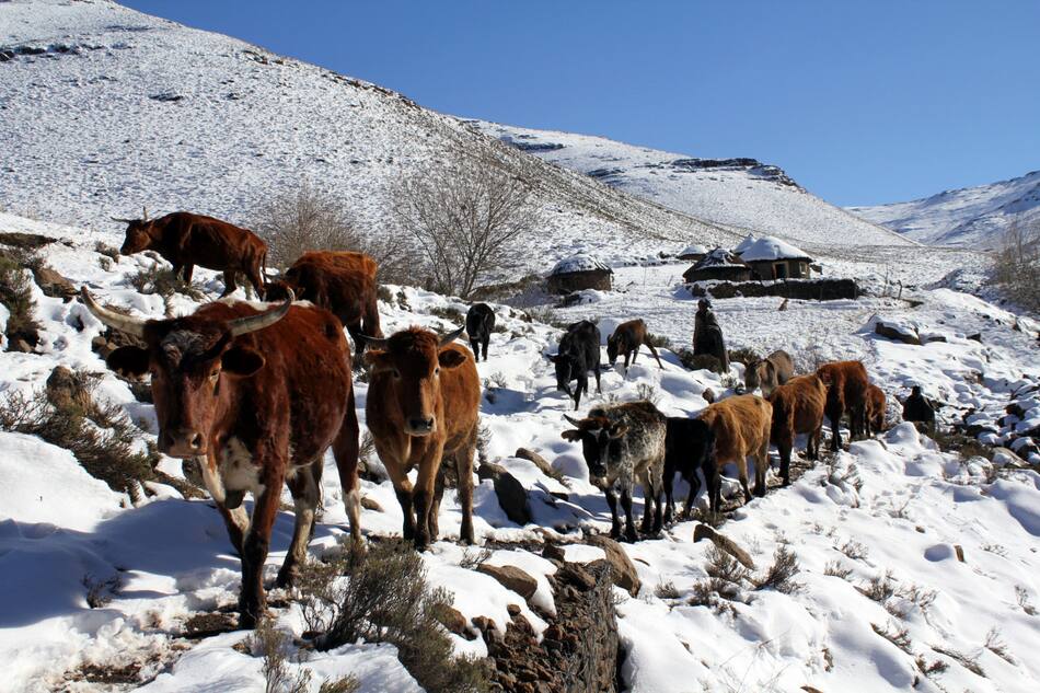 Al ser un país montañoso, el clima en Lesoto es más frío que en Sudáfrica. Foto: Reuters/Matthew Tostevin