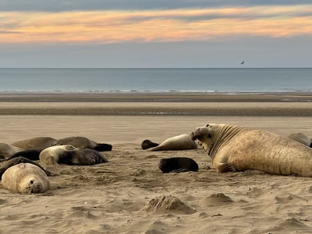 Elefantes marinos del sur en Chubut. Foto: Valeria Falabella - WCS Argentina