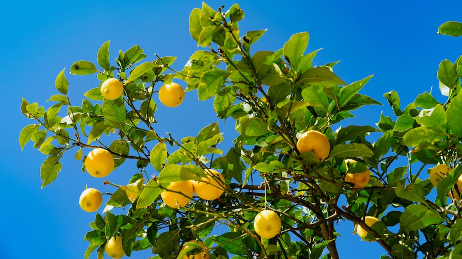 Consejos útiles para que un limonero dé más frutos.
