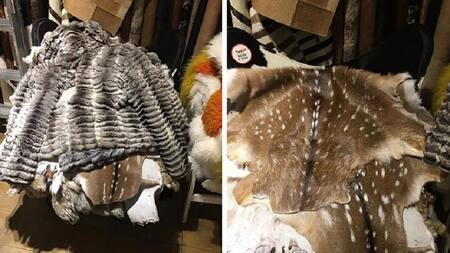 Secuestran pieles de animales en San Telmo durante operativo