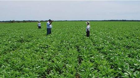 Cultivos en Colombia