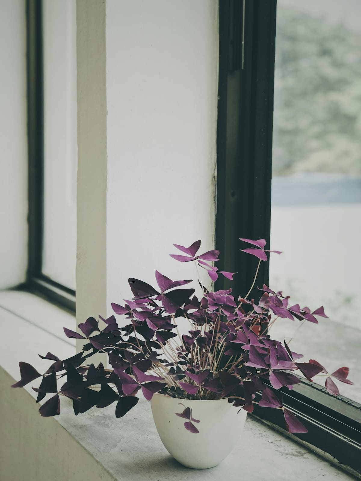 Oxalis triangularis.