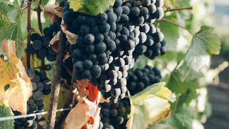 Viñedo. Fuente: Unsplash.