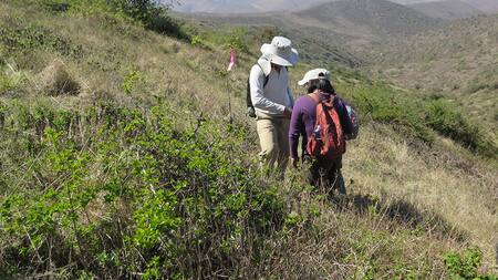 Trabajo para la recuperación de bosques tropicales secos en las zonas andinas. Foto: EFE.