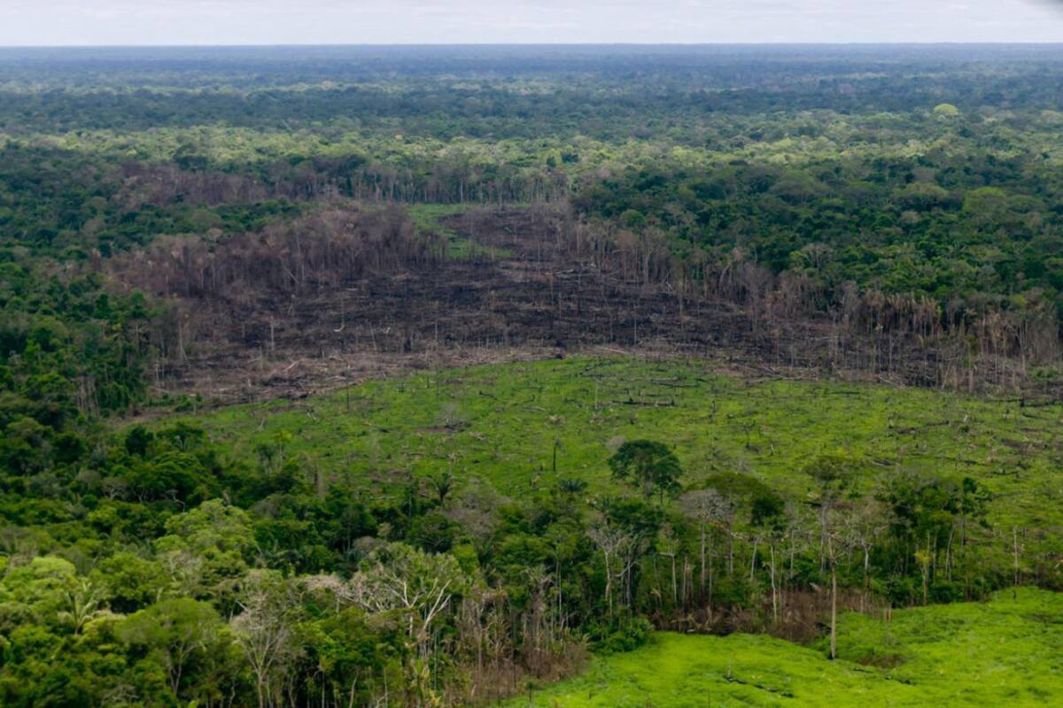 Caída de la deforestación en Colombia. Foto: REUTERS.