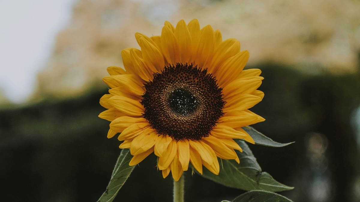 El girasol, la flor elegida para la edición número 62.