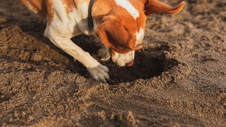 Perro haciendo pozo en la tierra.