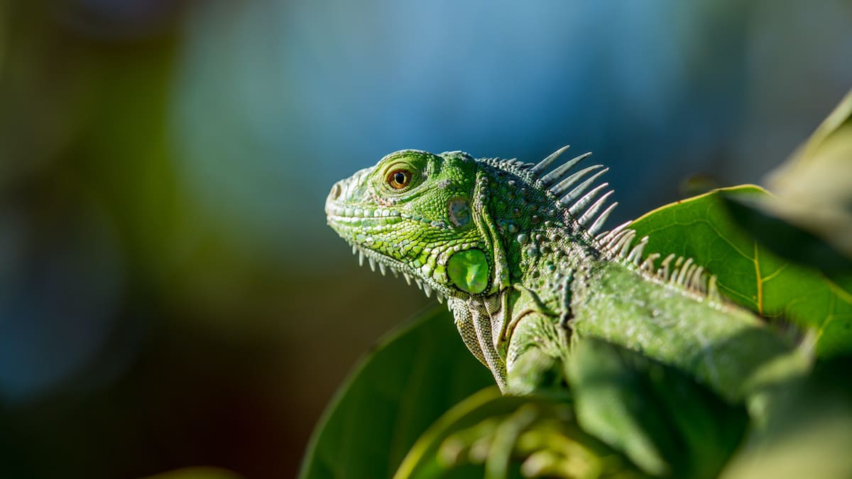 Invasión de iguanas en Tailandia. Foto: Unsplash.