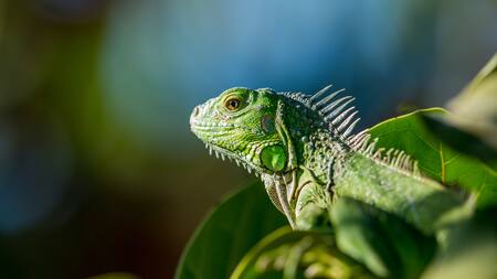 Invasión de iguanas en Tailandia. Foto: Unsplash.
