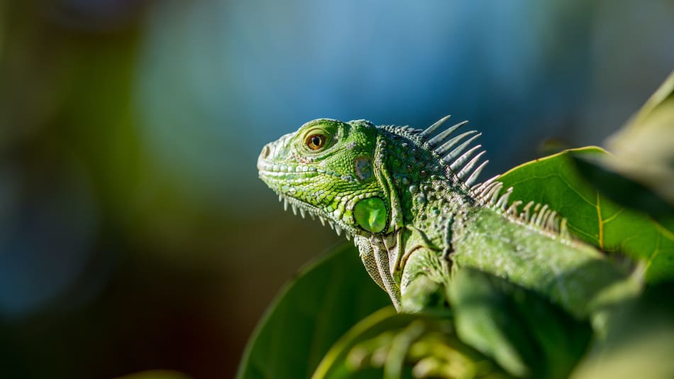 Invasión de iguanas en Tailandia. Foto: Unsplash.
