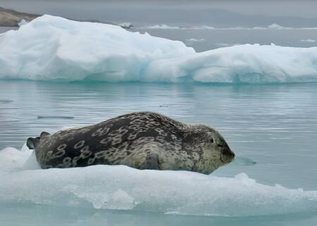 Descubrimiento de la foca Kangia. Foto: Greenland Institute of Natural Resources.